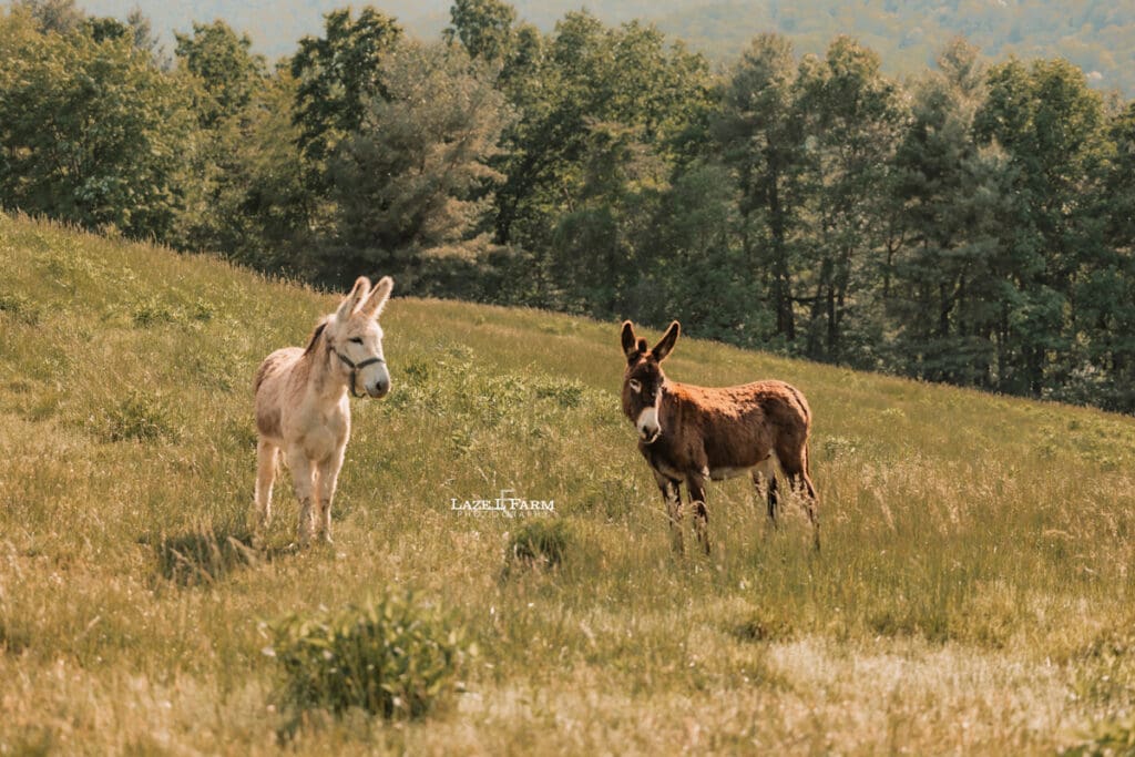 donkeys up on the mountain during a photoshoot
