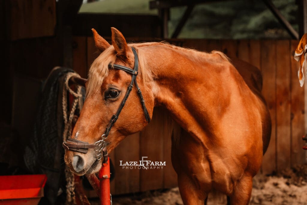 a chestnut horse in his stall after a fun ride