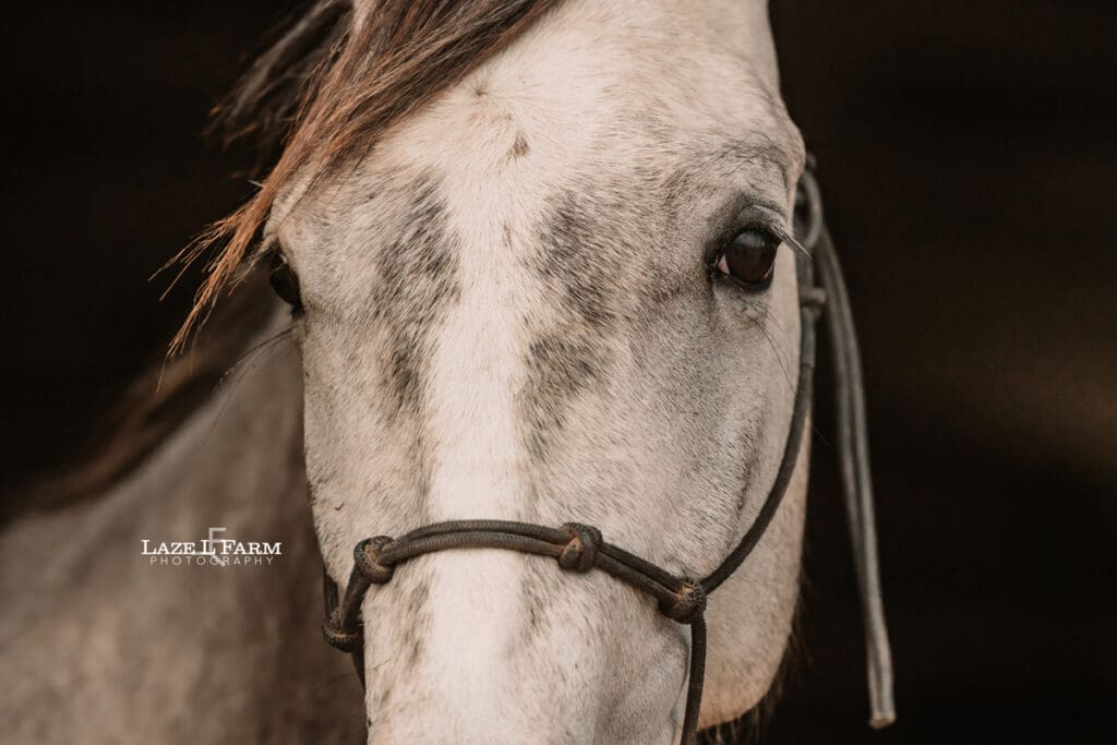 appaloosa horse close up
