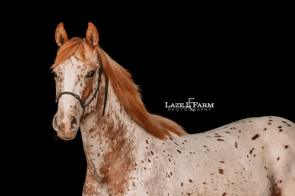 appaloosa horse