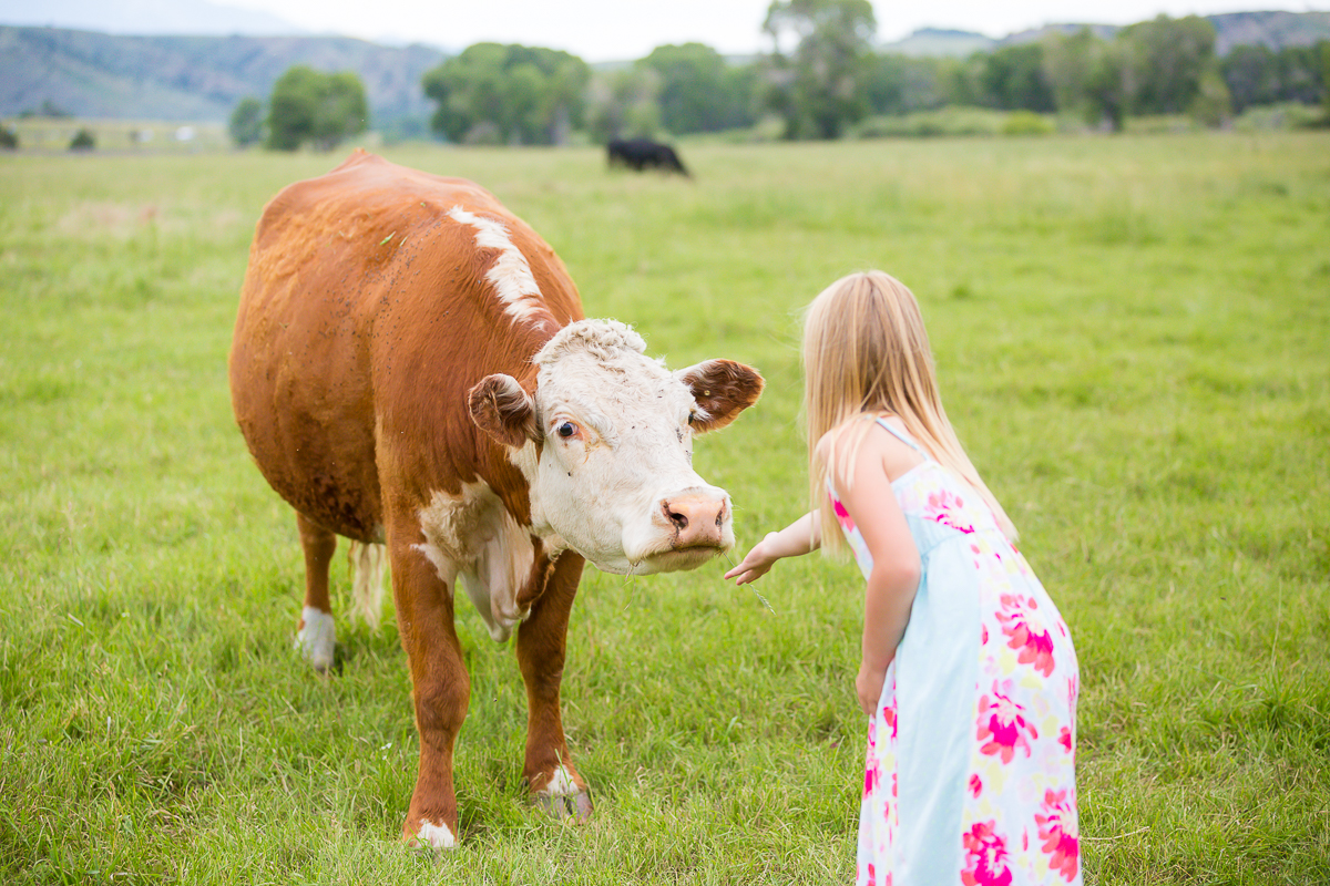 Laze L Farm Photography | Felton Angus Ranch | cow smelling little girls hand
