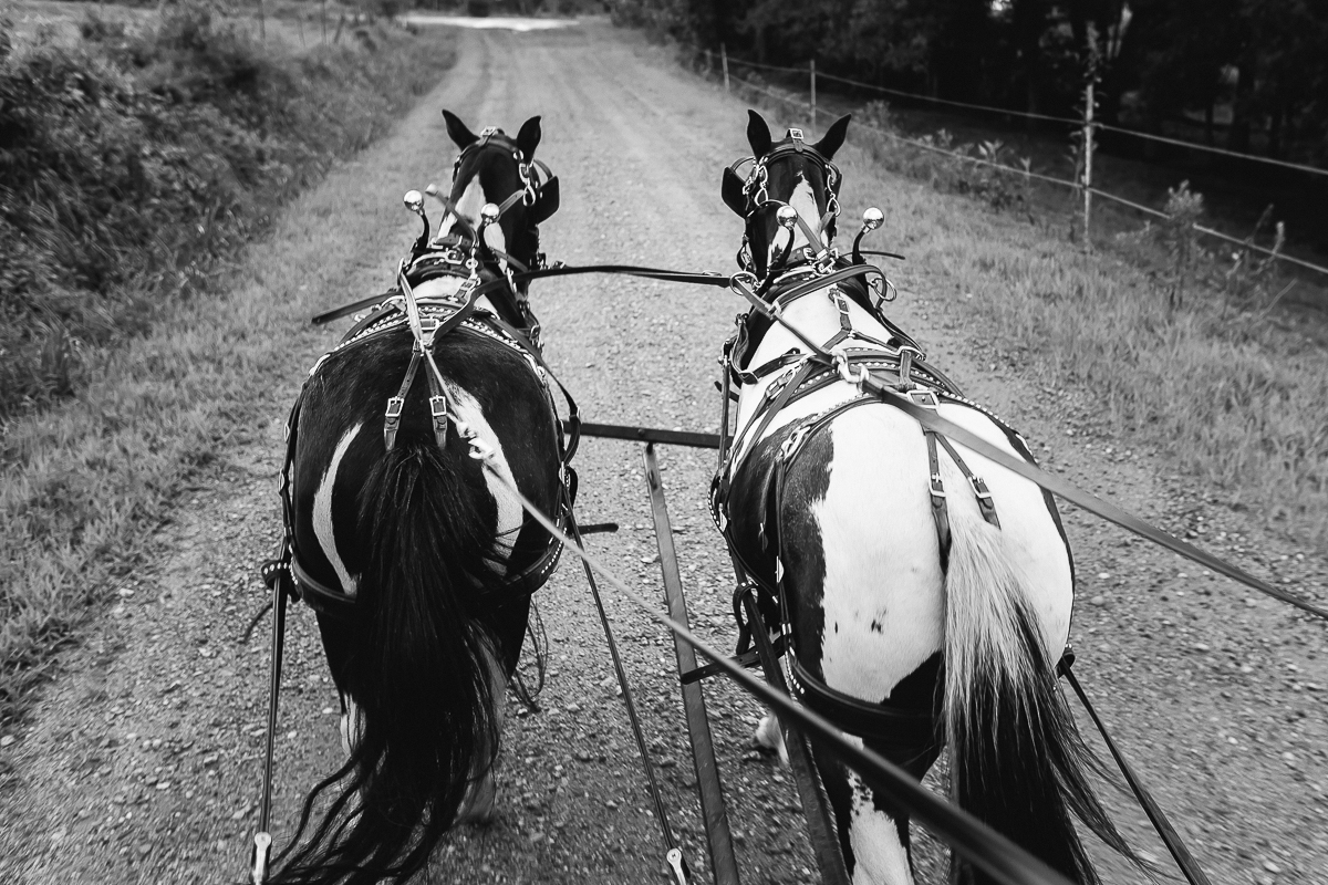 Laze L Farm Photography | horse & buggy | two ponies pulling a buggy