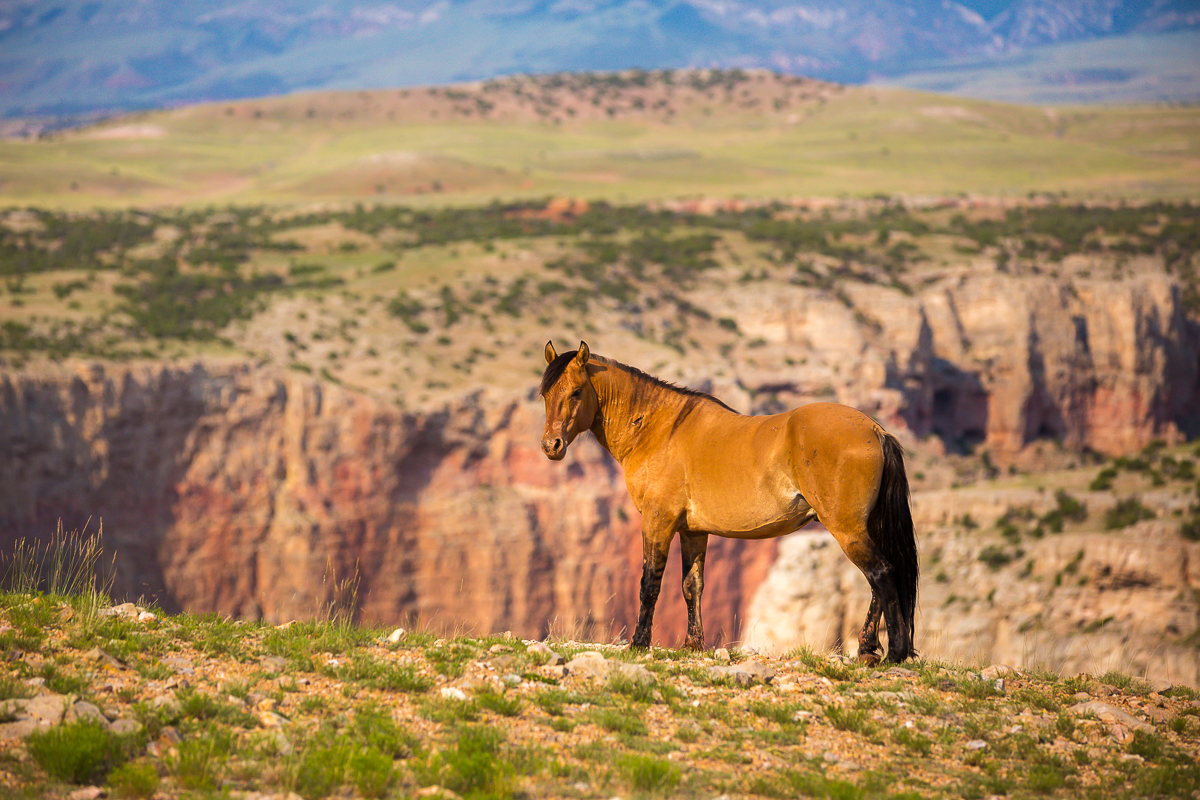 Mustang Range