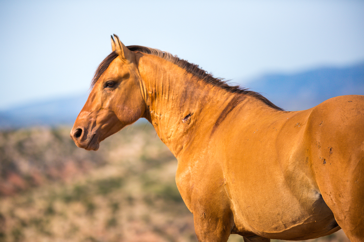 Pryor Mountain Wild Mustangs Lovell, WY Laze L Farm Photography