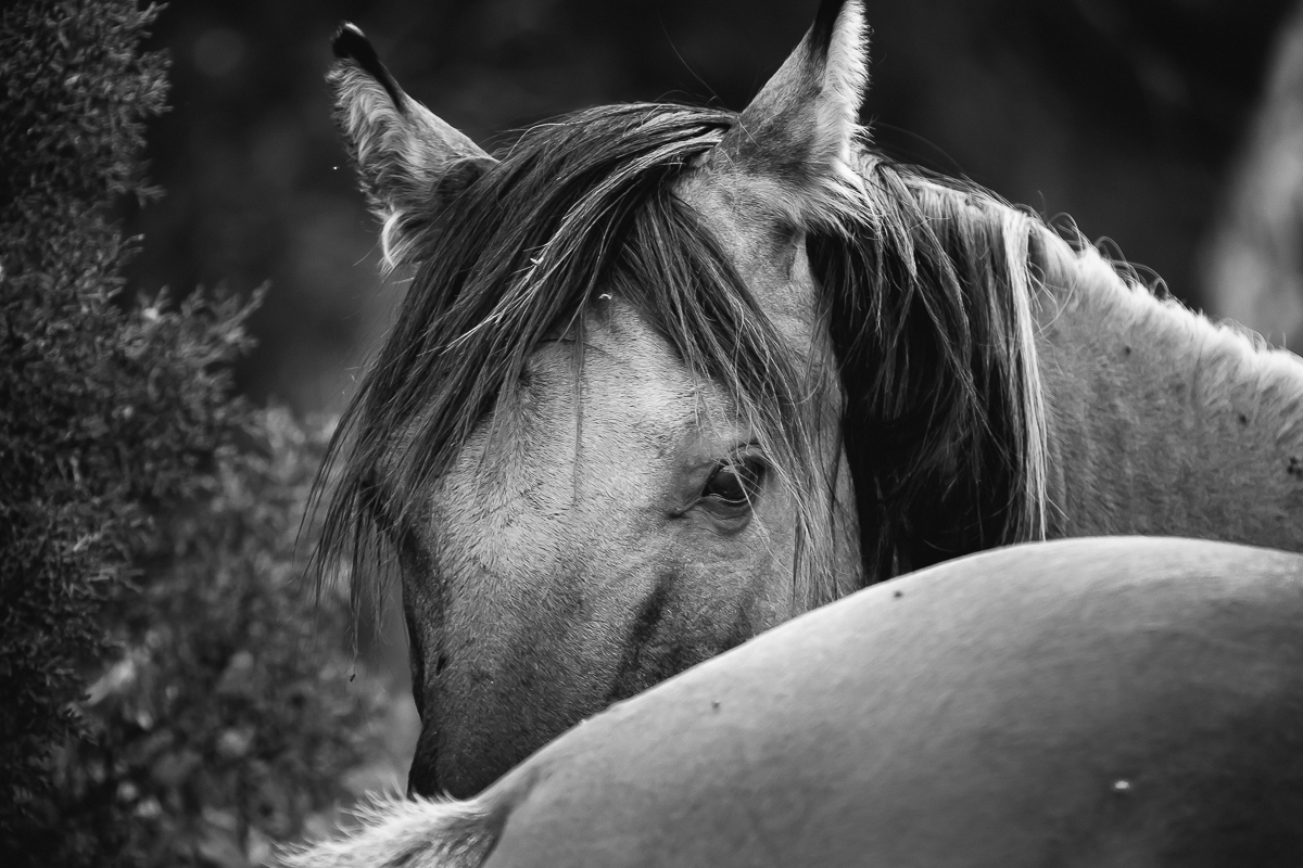 Laze L Farm Photography | Pryor Mountain Wild Mustangs | a mustang looking at the camera
