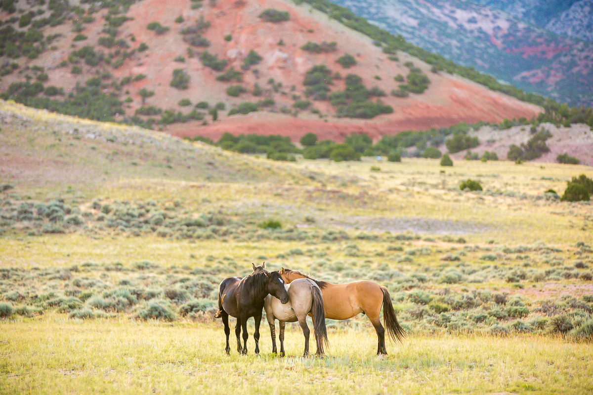 Laze L Farm Photography | Pryor Mountain Wild Mustangs | wild mustangs in the field