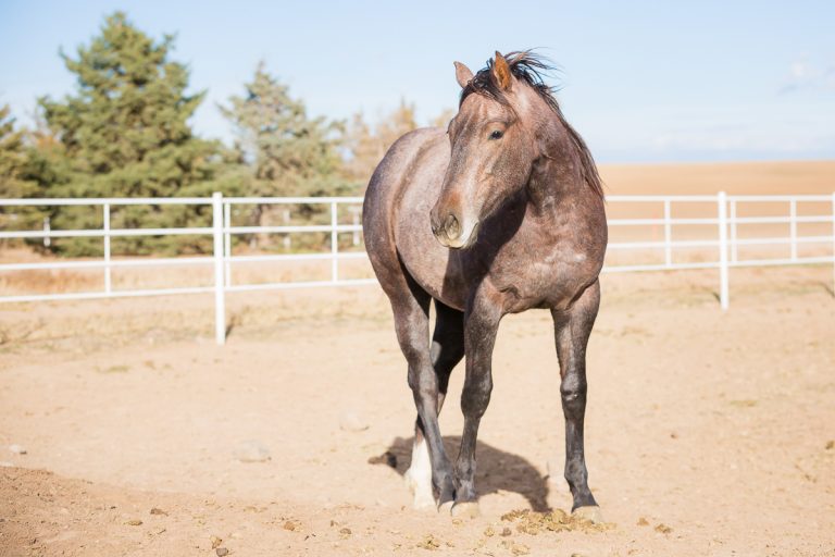 Smoke Creek Quarter Horses Colorado Laze L Farm Photography