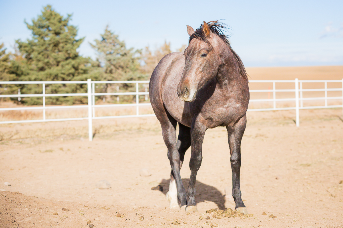 Smoke Creek Quarter Horses Colorado Laze L Farm Photography