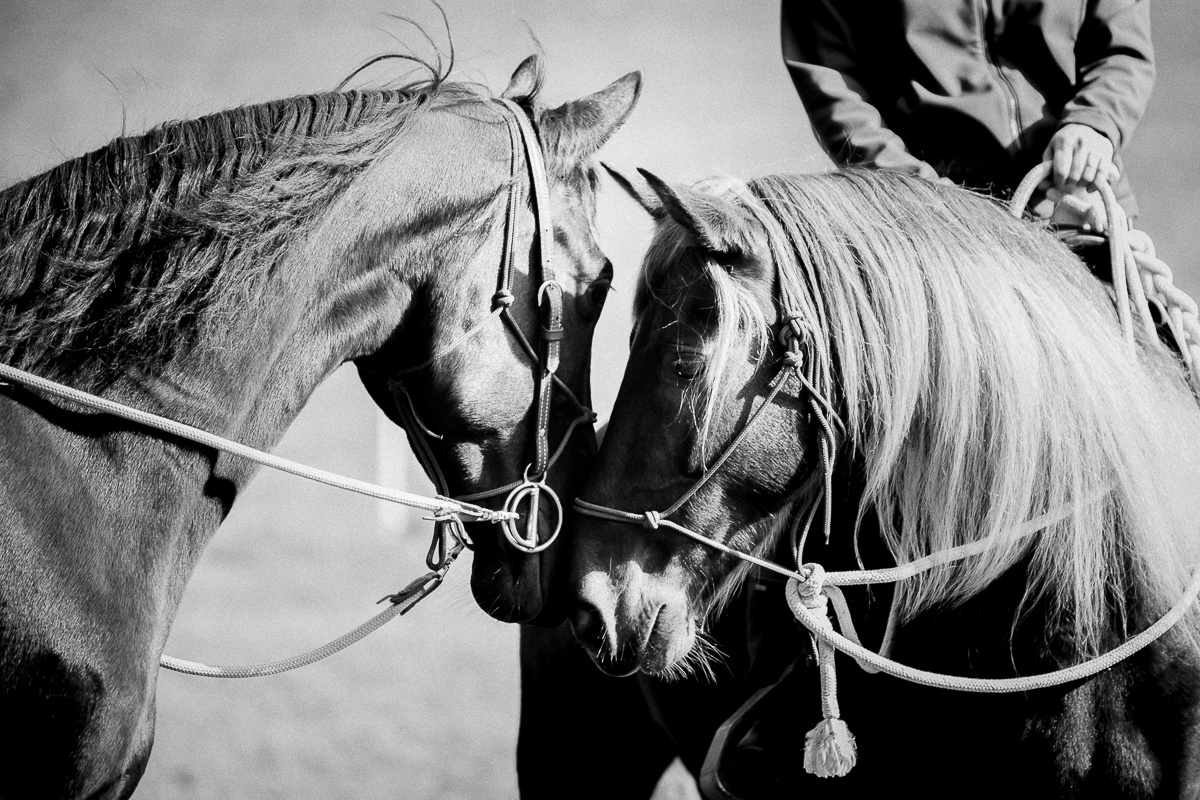 Laze L Farm Photography | Sycamore Creek Saddles | Johnson City TN | two horses kissing