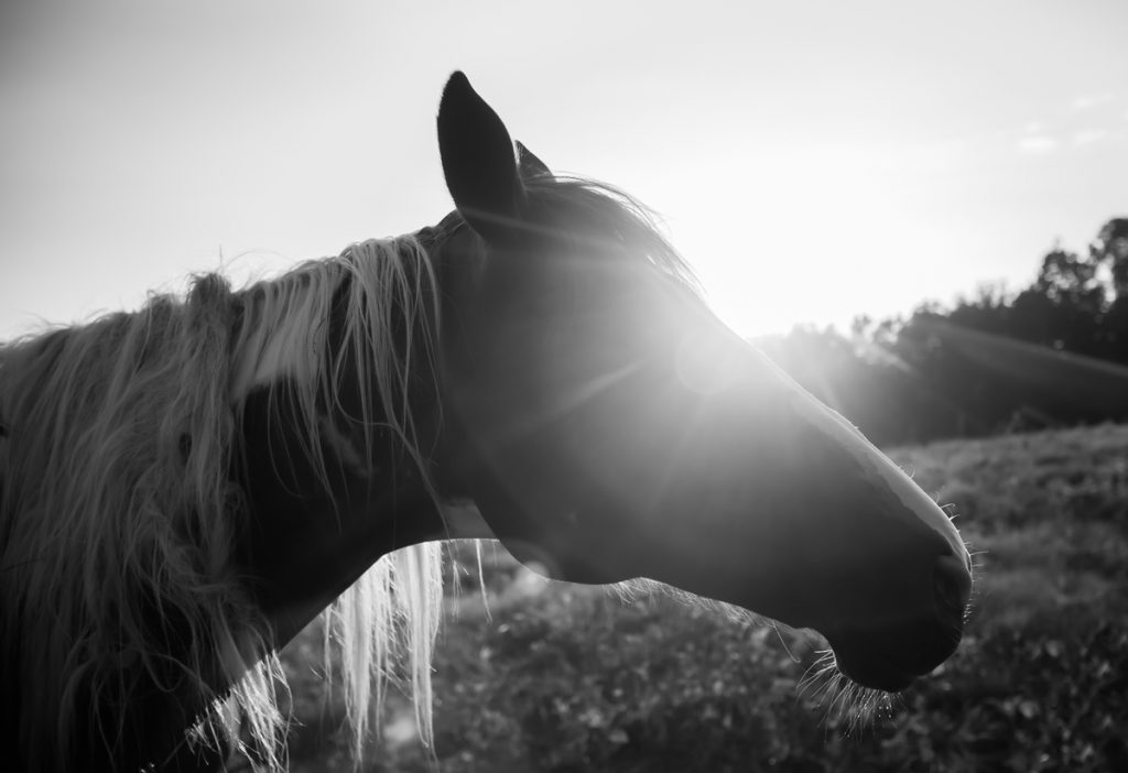 Laze L Farm Photography | Farm Session | Taylorsville North Carolina | sun flare over a horse