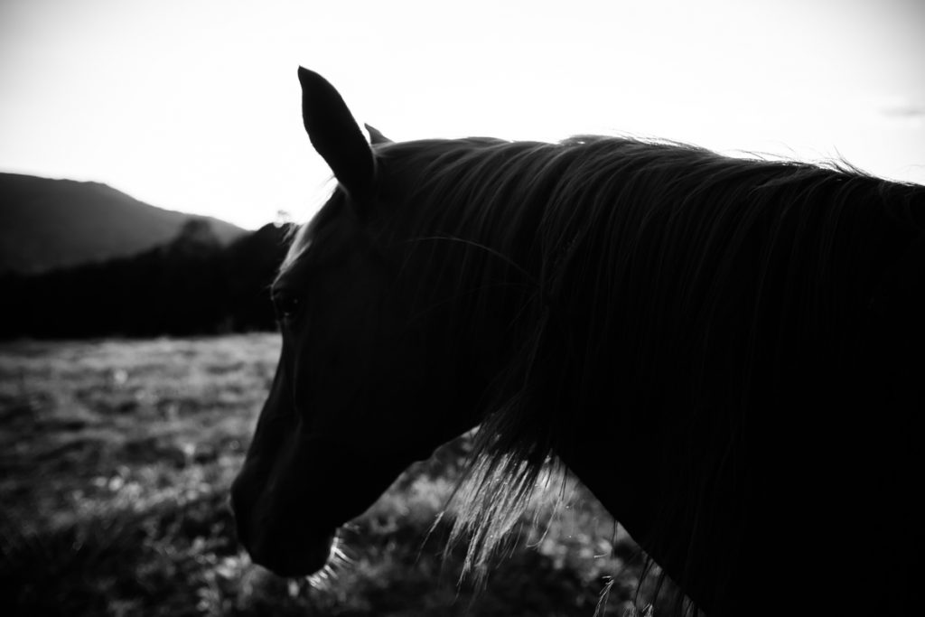 Laze L Farm Photography | Farm Session | Taylorsville North Carolina | a horse with long mane