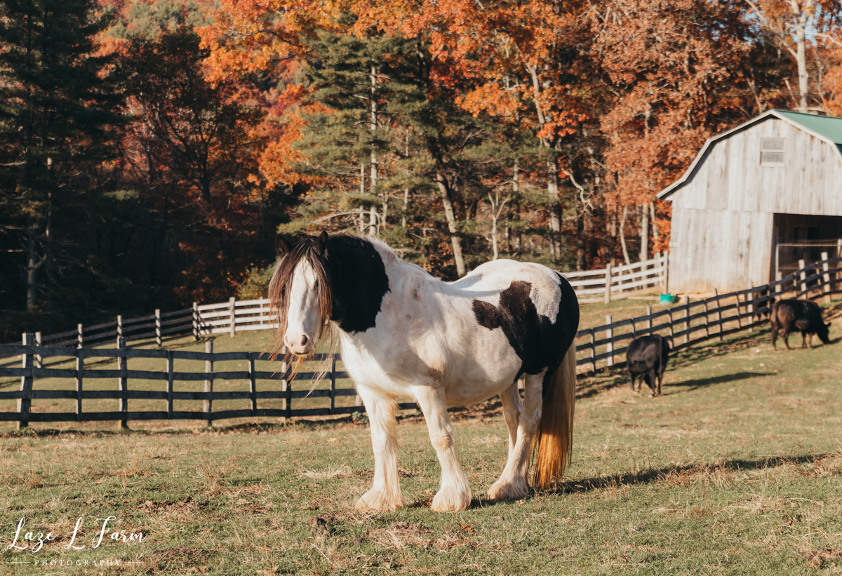 Laze L Farm Photography | Michaela Bare | West Jefferson NC | Horse