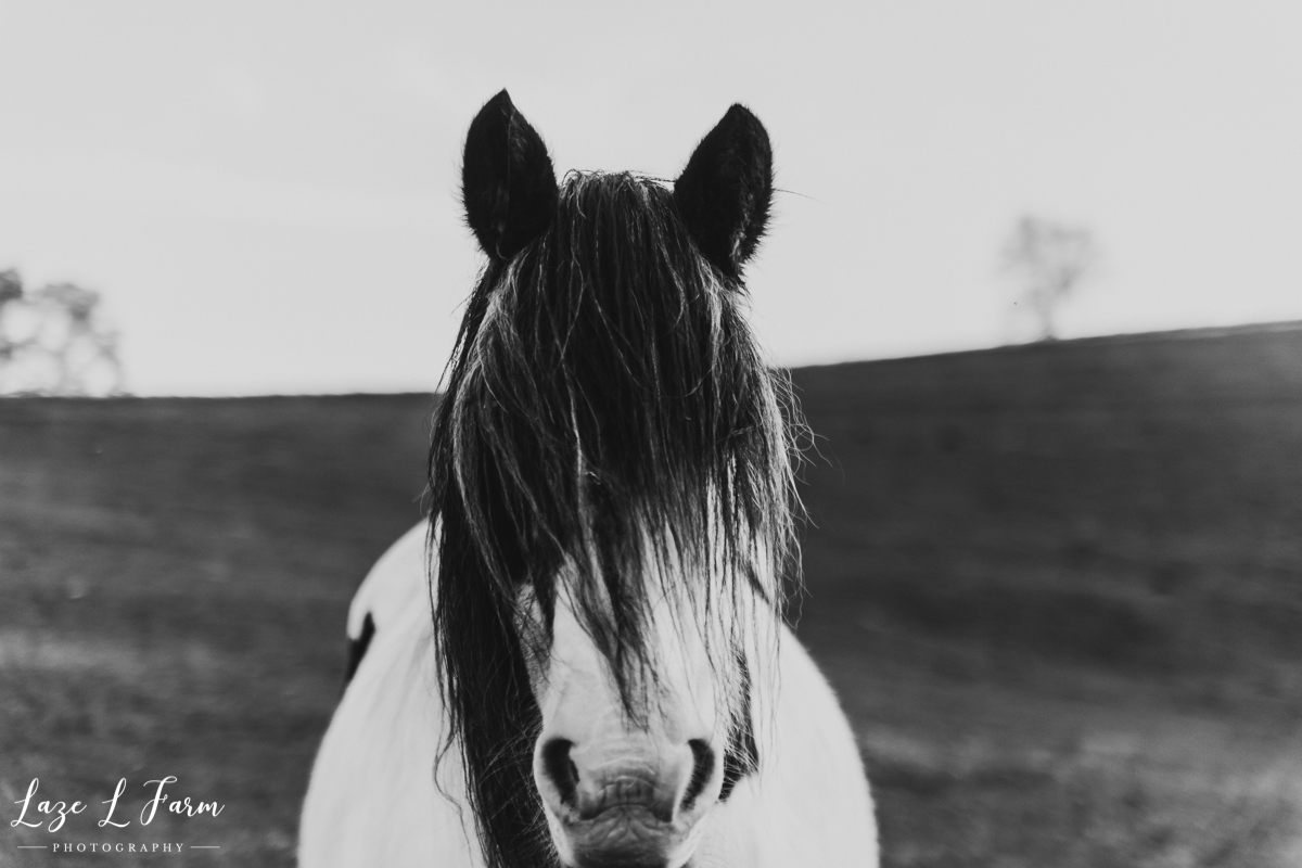 Laze L Farm Photography | Michaela Bare | West Jefferson NC | Black and White Horse