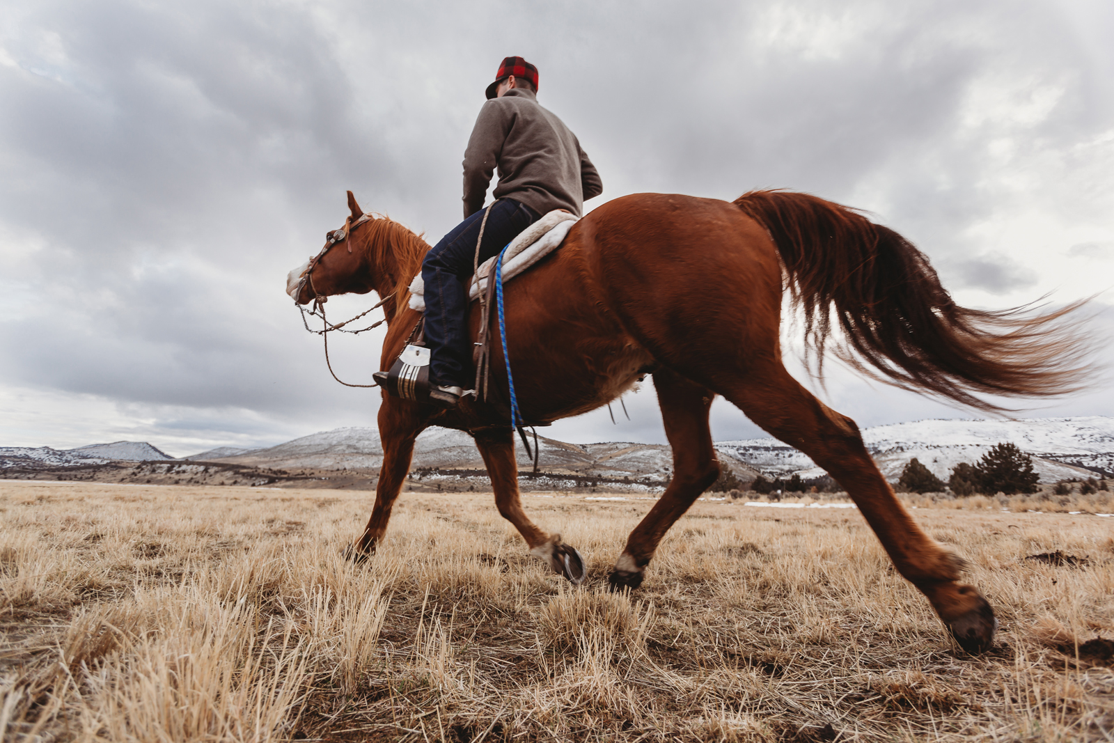 Laze L Farm Photography | CDPhotog Photography Workshop | Burns OR | cowboy trotting his horse