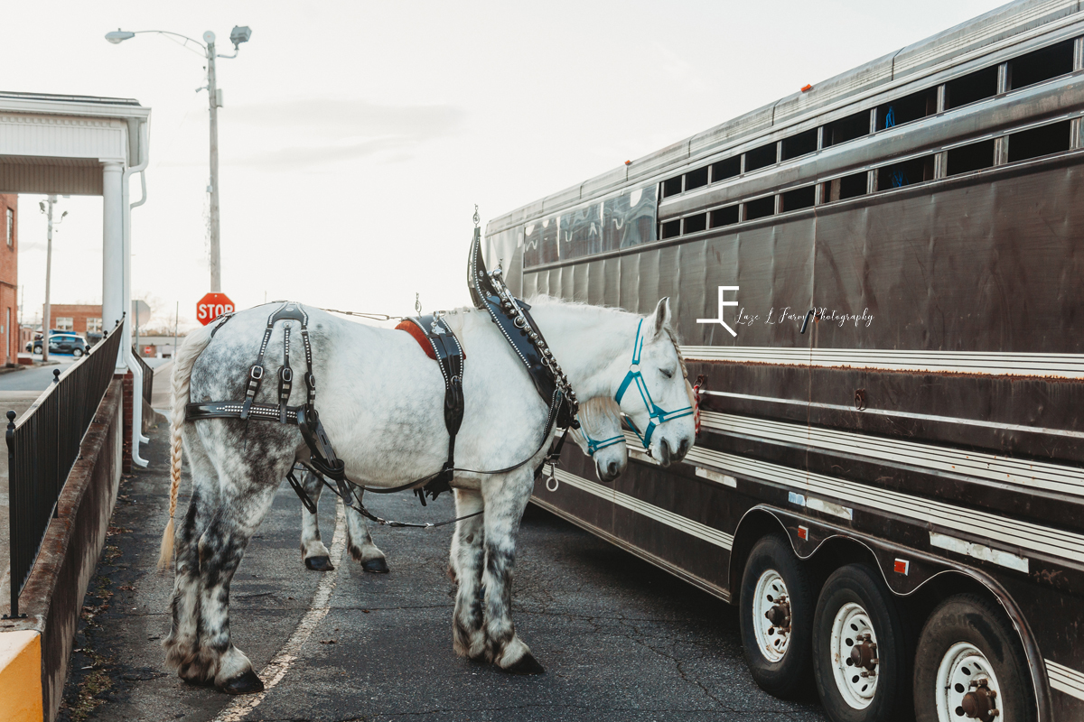 Laze L Farm Photography | Carolina Carriage | Forrest City NC | carriage horses