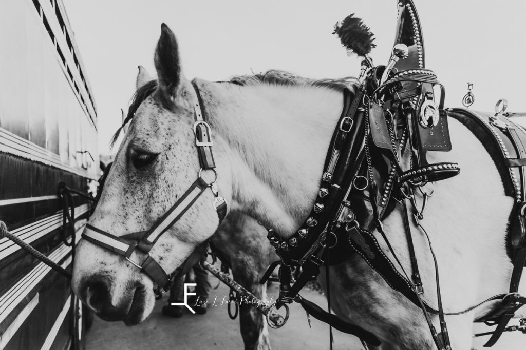 Carolina Carriage Horse Drawn Carriage Bethlehem NC Laze L Farm