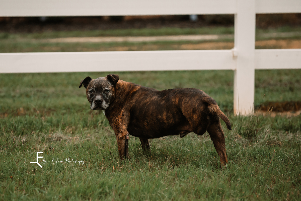 Laze L Farm Photography | Equine Photography | Abbot Creek Stable | Dog