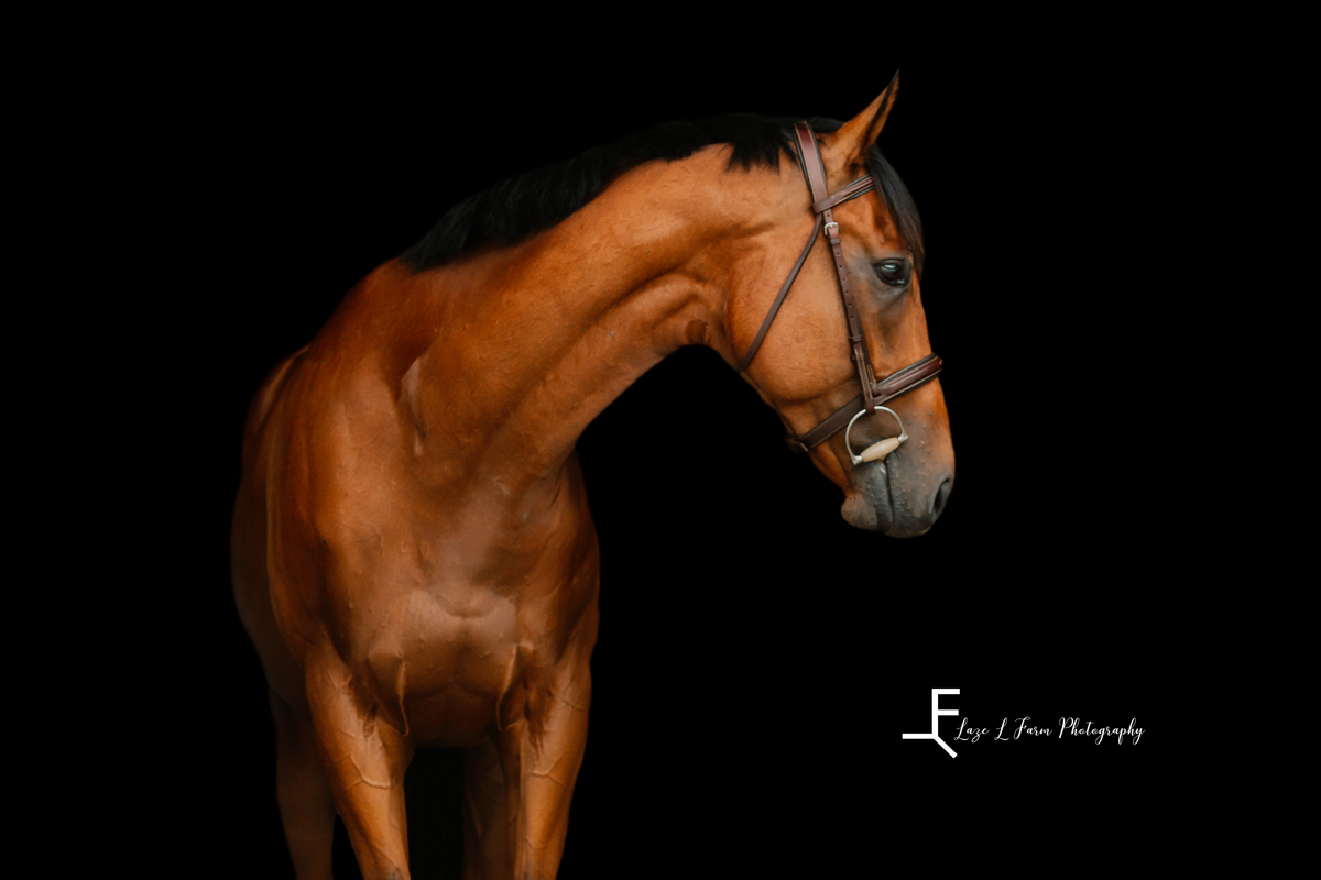 Laze L Farm Photography | Equine Photography | Abbot Creek Stable | Blacked out background of horse