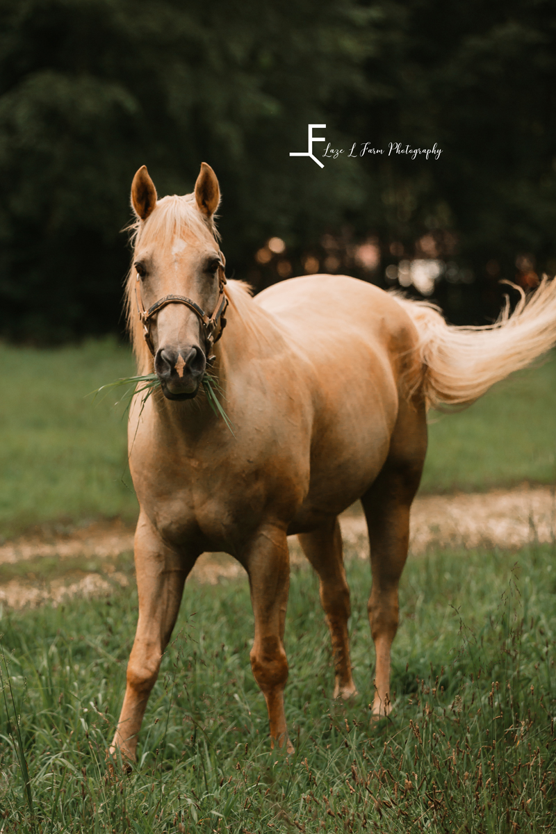 Laze L Farm Photography | Equine Photography | Lenoir NC | Candid Dewey