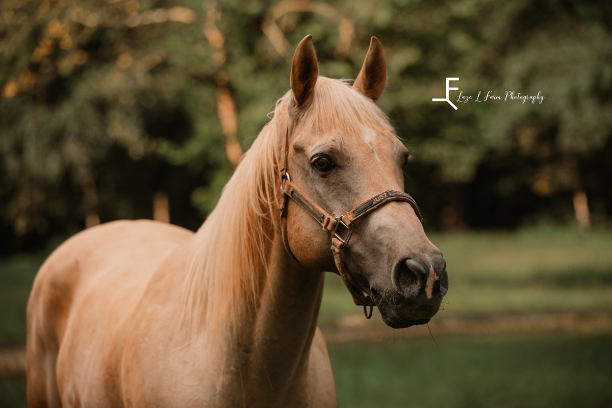 Laze L Farm Photography | Equine Photography | Lenoir NC | Shot of dewey's face