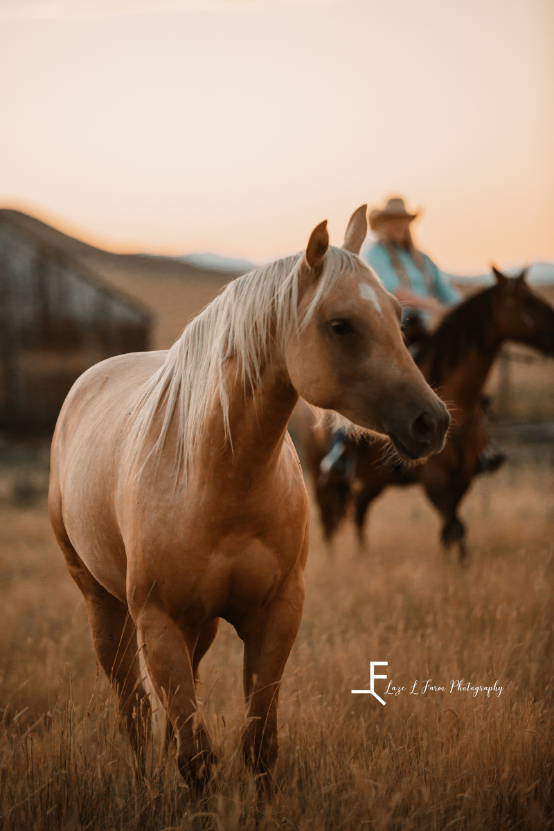 Laze L Farm Photography | Western Lifestyle | Taylorsville NC | Palomino