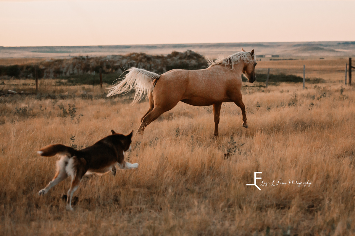 Laze L Farm Photography | Western Lifestyle | Taylorsville NC | Palomino playing with dog