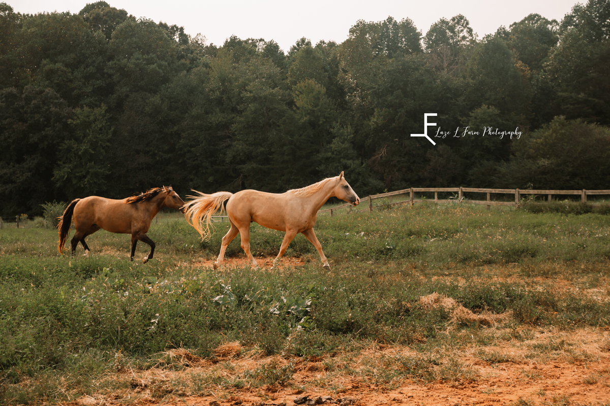 Laze L Farm Photography | Fancy - AQHA | Stony Point NC | horses running