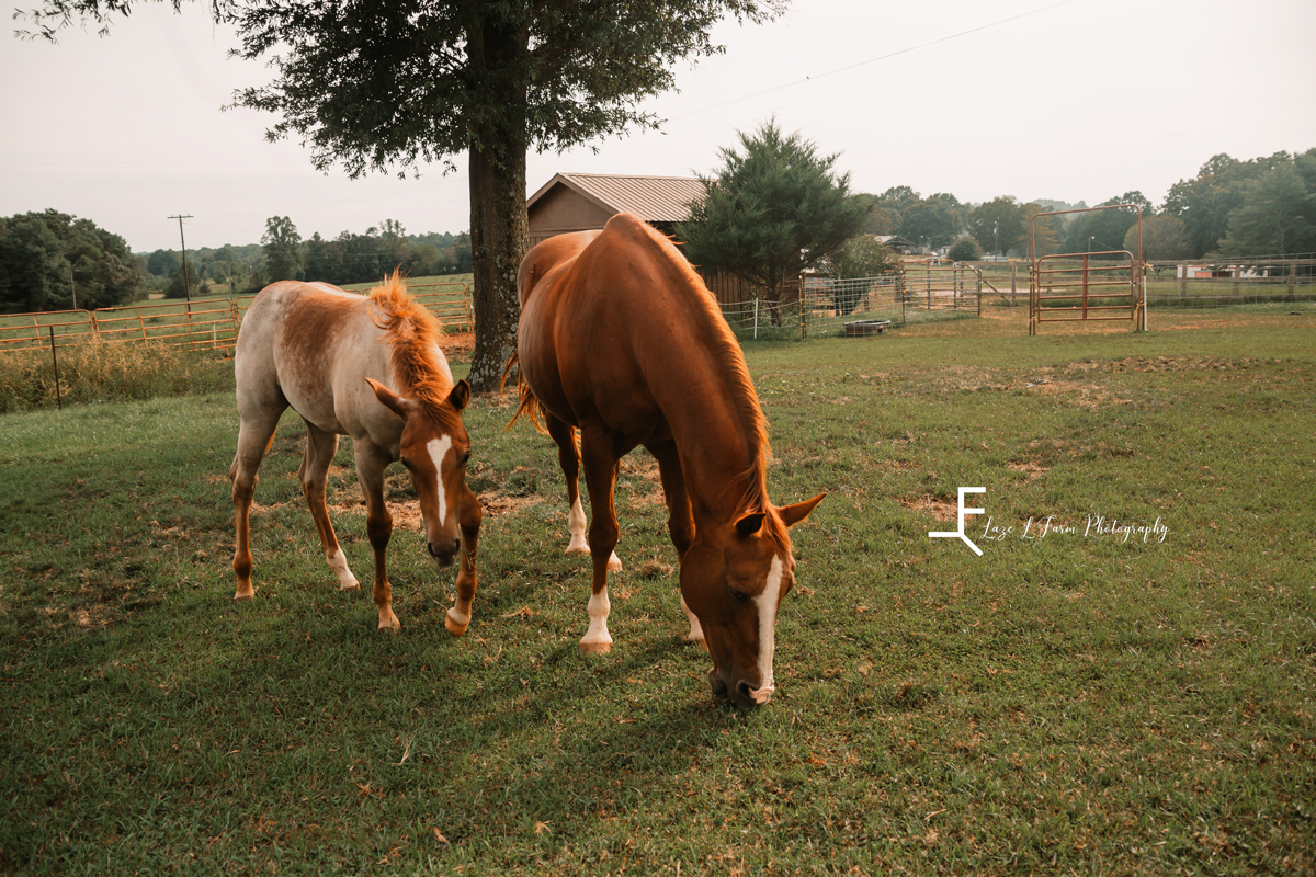 Laze L Farm Photography | Fancy - AQHA | Stony Point NC | Fancy and other horse