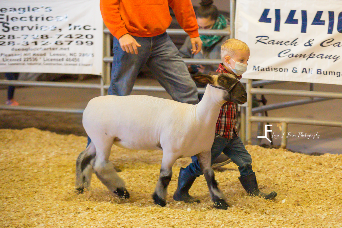 Laze L Farm Photography | Livestock Show | Lenoir NC | toddler walking a sheep