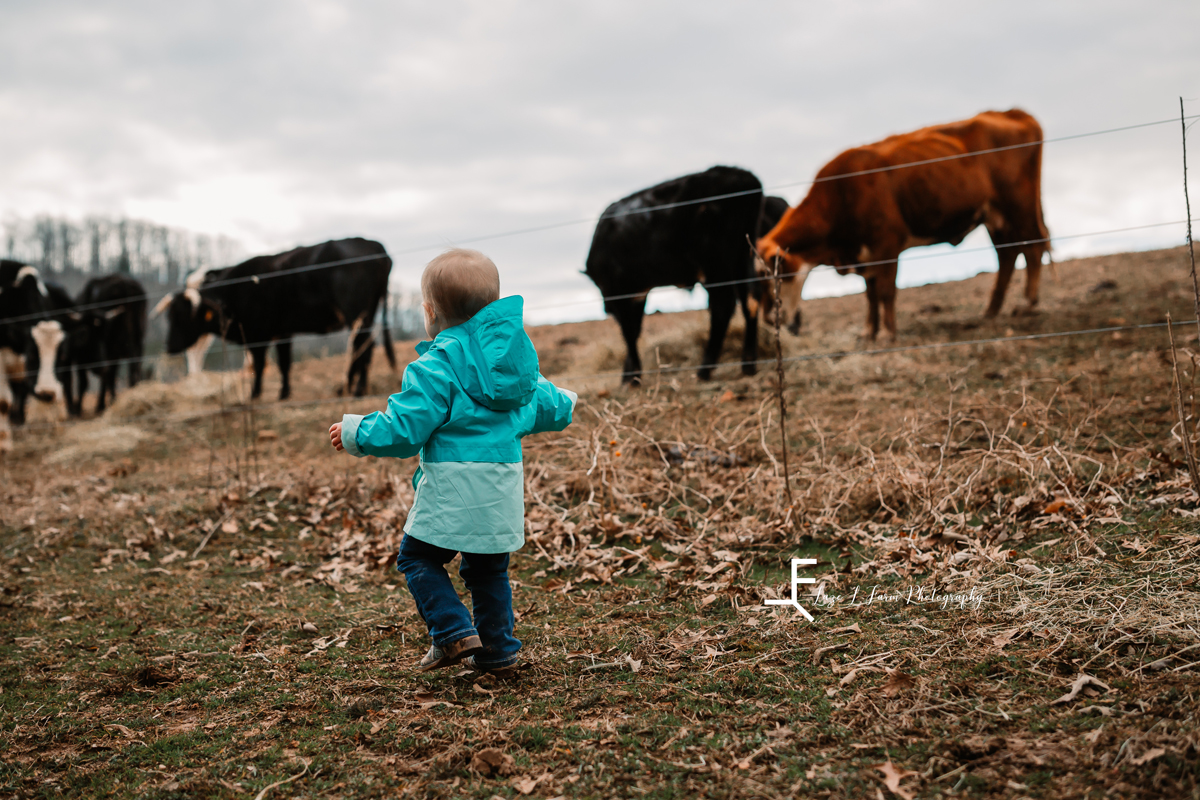  Laze L Farm Photography | Farm Session | Taylorsville NC | lyza walking towards the cows