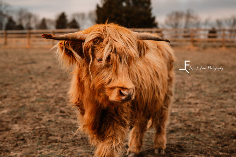 Danielle Dream Catcher Farms Hamptonville NC Laze L Farm Photography