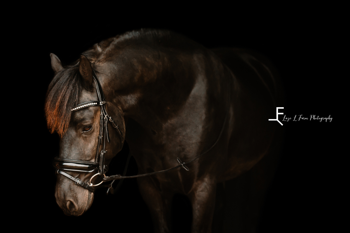 Laze L Farm Photography | Equine Photoshoot | Hamptonville NC | horse portrait