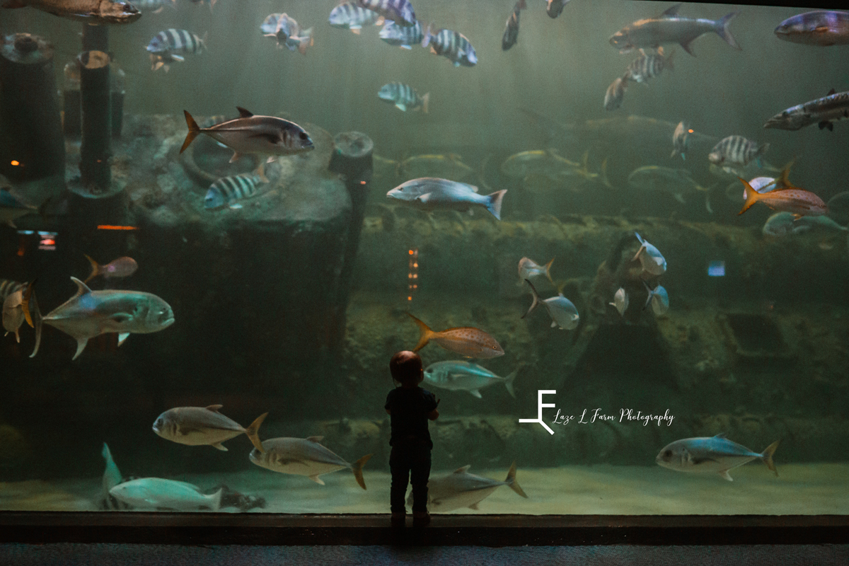 Laze L Farm Photography | Beach Trip | Emerald Isle NC | lyza looking at the aquarium