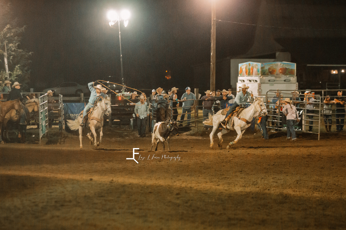 Team roping with 2 gray horses