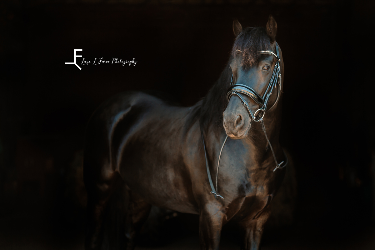 Laze L Farm Photography | Magical Equine Photoshoot | Hamptonville NC | portrait of horse