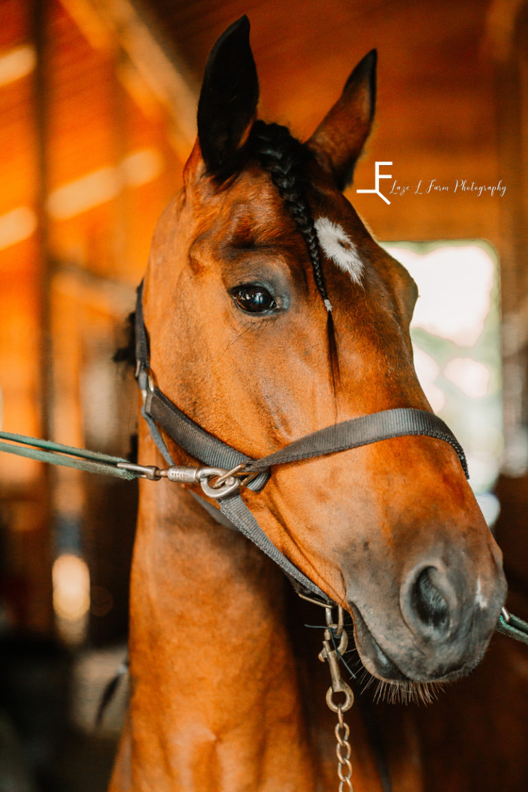 Brooklyn Equine Photoshoot Mooresville NC Laze L Farm Photography