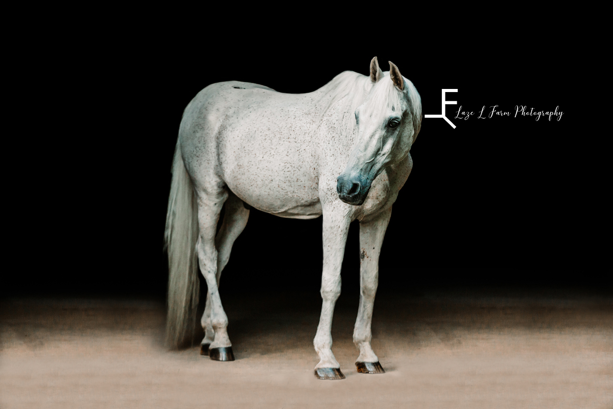 gray Arabian horse with black background