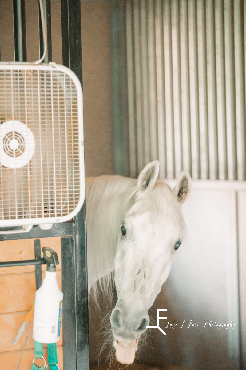gray horse poking head around stall door with tounge out