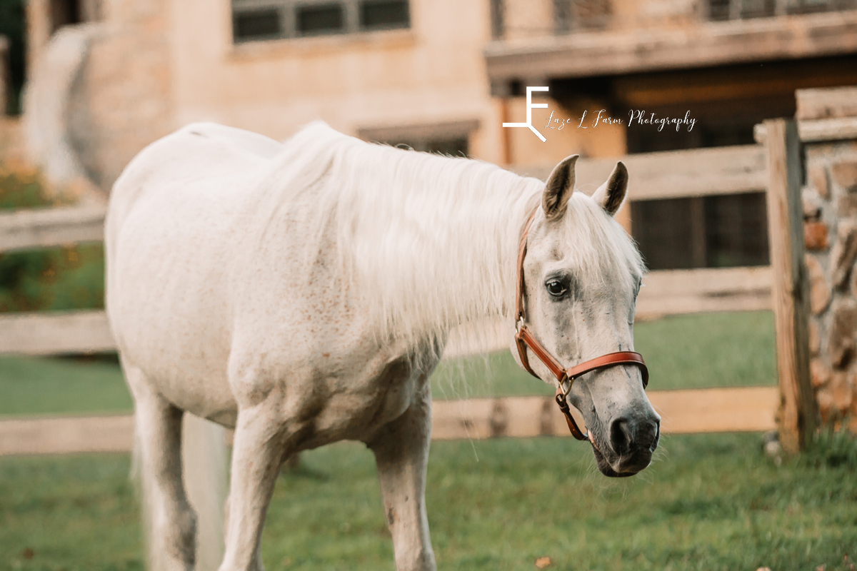 gray horse with brown halter in field