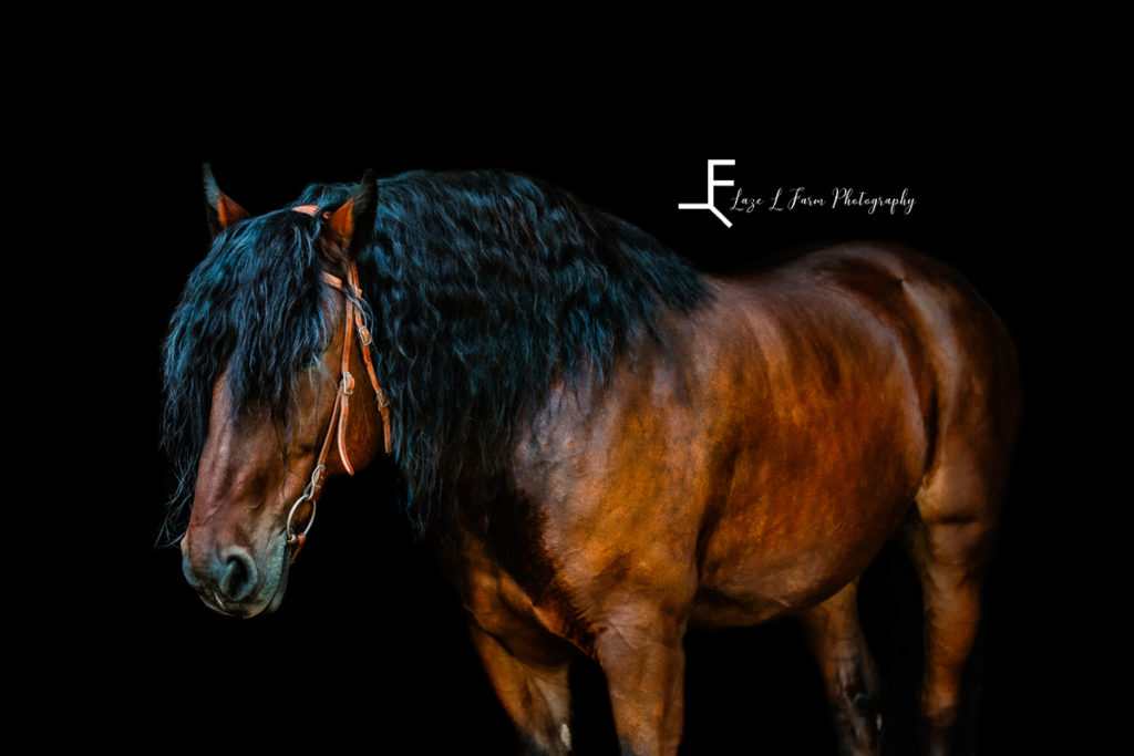 dark bay shire cross draft horse with black background