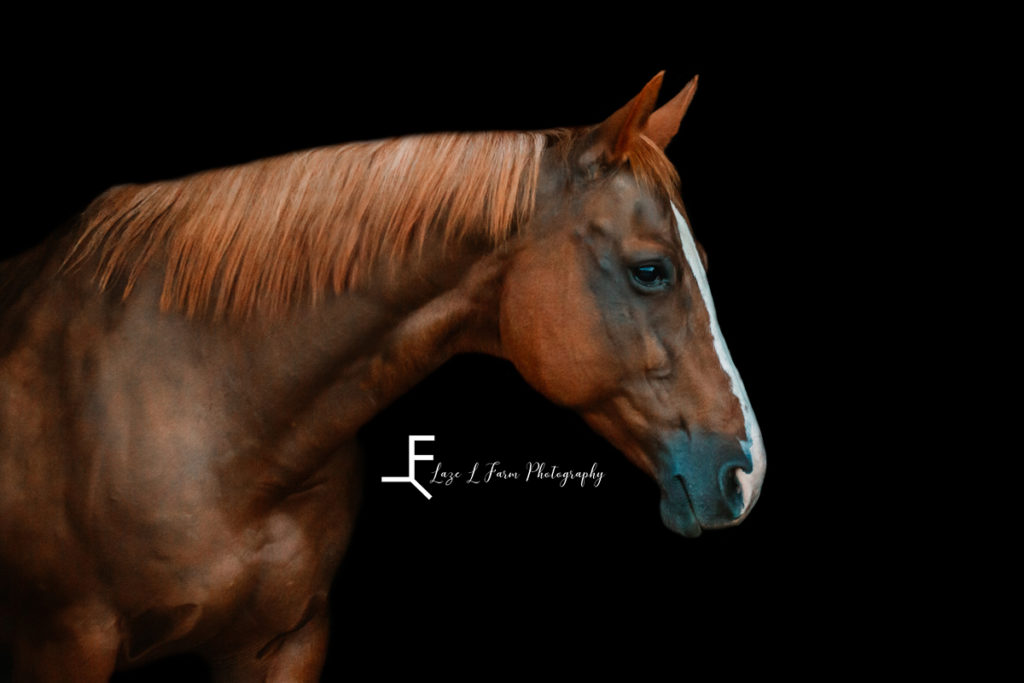 sorrel quarter horse blackbackground