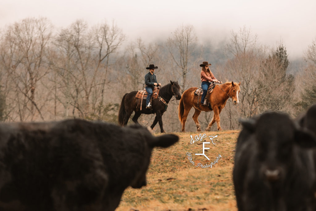 cowboy couple riding with cows in foreground