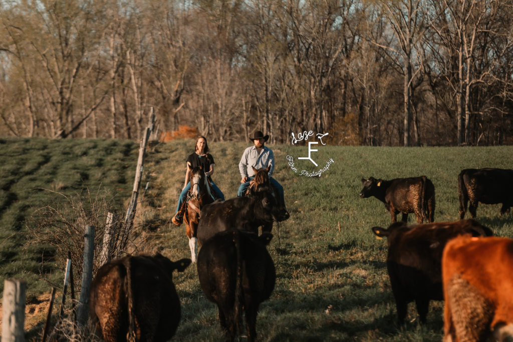 cowboy and wife pushing cows