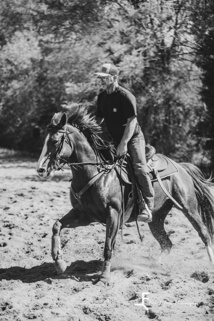 reggi working horse in black and white