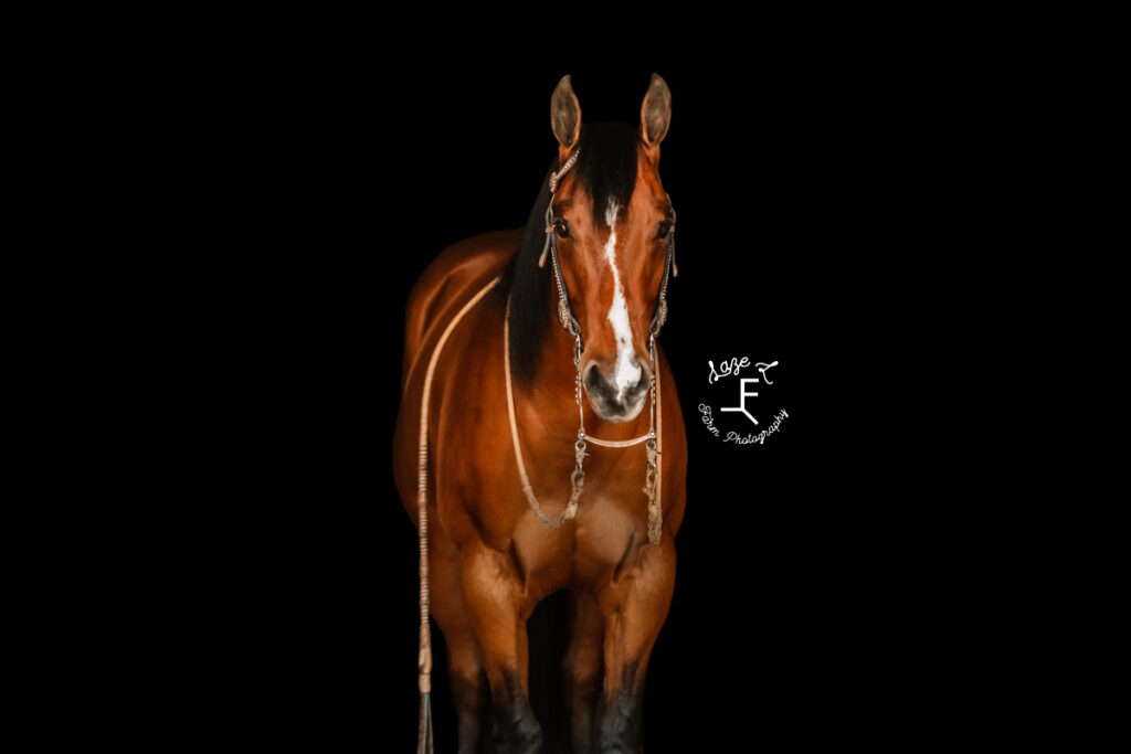 bay mare on black background