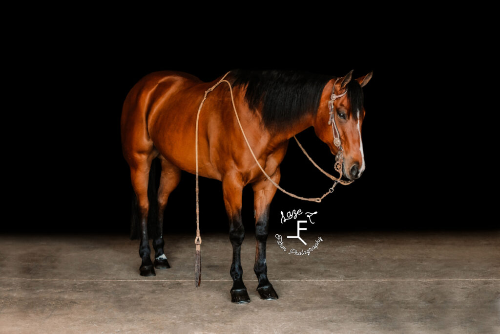 bay mare from the side on black background