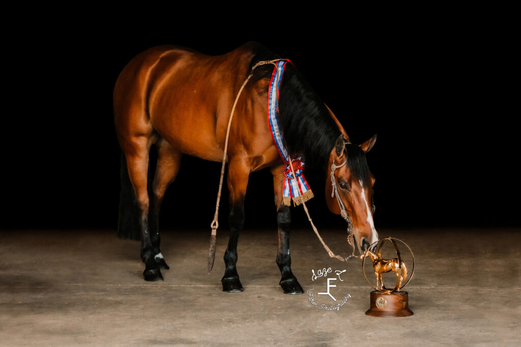 bay mare with globe trophy and champion ribbon