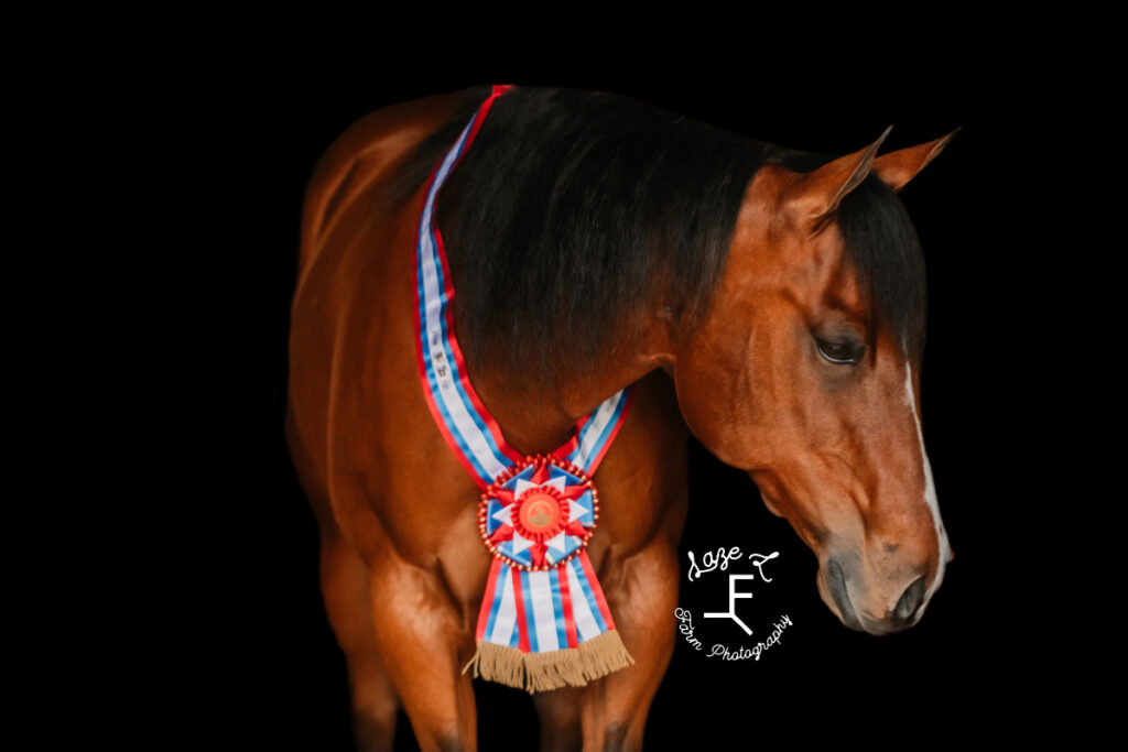 bay mare wearing champion ribbon on black background