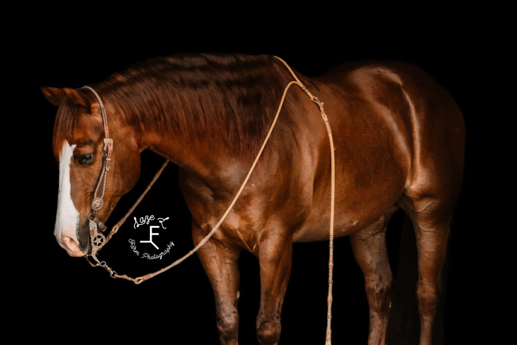 brown gelding from the side on black background