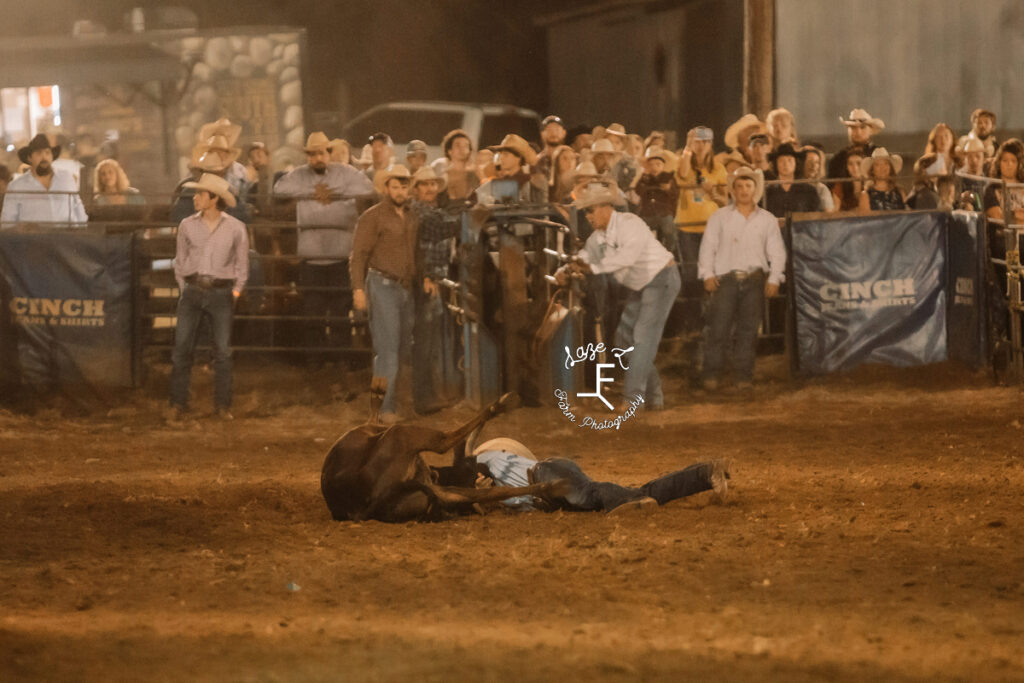 cowboy and steer on the ground